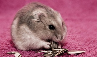 要寄仓鼠怎么办(要寄仓鼠怎么办理)