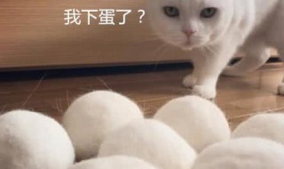 猫毛搓成球教程(猫毛搓成球教程图片)