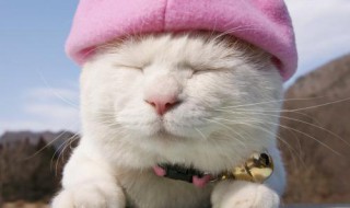 白色的小公猫取什么名字好（适合白色公猫的名字）