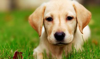 拉布拉多可以训练打猎吗?（拉布拉多可以训练打猎吗知乎）