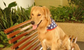 无证书的金毛是不是纯种的 不是纯种金毛图片