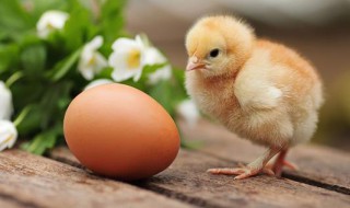 小鸡疫苗免疫流程 小鸡疫苗免疫流程表