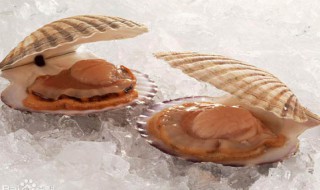 扇贝养殖工都干什么活（海上养殖扇贝工作累吗）