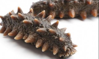 海参的功效与作用及营养价值 海参的功效与作用及营养价值有哪些