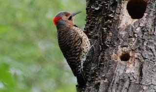 大自然中的医生除了啄木鸟还有哪些 大自然中的医生除了啄木鸟还有哪些鸟类
