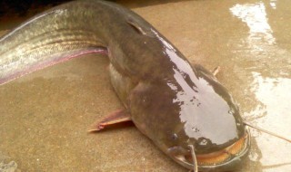 春天钓鲶鱼几月份能钓了（春天钓鲶鱼几月份能钓了呢）