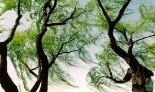 适合春风的句子(关于春风的句子唯美短句)