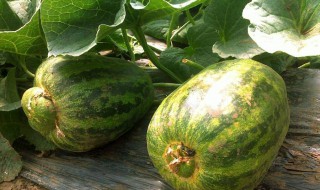 甜瓜怎么长得长 甜瓜怎么长的