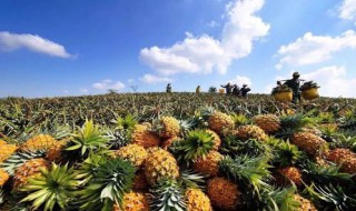 菠萝怎么做最好 菠萝怎么做最好吃窍门