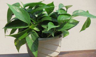 绿萝怎么都黄了 绿萝怎么都黄了还掉叶子