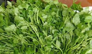 水芹菜怎么苦的 水芹菜味道苦吗