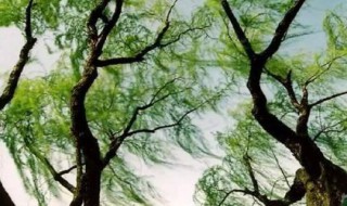 春天的变化有哪些（春天的变化有哪些变化简笔画）