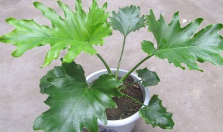 春羽适合送给什么人(春羽的摆放)