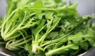 地菜怎么做不苦 地菜怎么做不苦又好吃