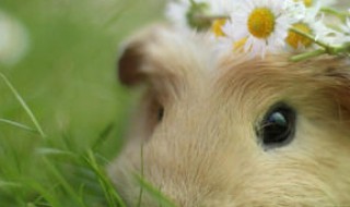 一只仓鼠需要多大空间（仓鼠至少要多大的空间）