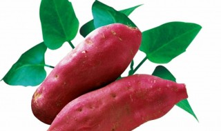 北方红薯的种植时间和方法 北方红薯种植时间和季节