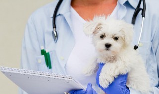 兽医和宠物医生是一样的吗（宠物医生跟兽医一样吗）