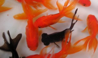 金鱼尾巴变黑（金鱼尾巴变黑还能恢复正常吗）