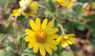 菊花施什么肥料好（菊花施什么肥料好看）