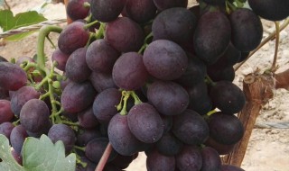 怎么区别假蓝宝石葡萄苗（淘宝上卖的蓝宝石葡萄苗是不是真的）