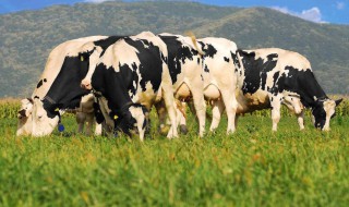 花牛歌里的花牛是什么样的牛 花牛歌中的花牛是什么牛