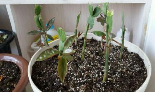 钻孔嫁接优缺点（钻孔嫁接优缺点是什么）