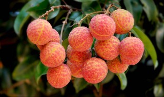 荔枝保果配方（荔枝保果配方2一4d和九二零如何复配?）