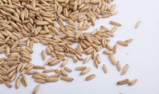 麦粒适合什么季节钓鱼 麦粒适合什么季节钓鱼用