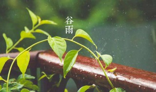 谷雨是什么季节（谷雨是什么季节养生）