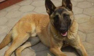 1岁的马犬相当于人类的几岁 小型犬1岁等于人类多少岁