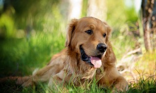 英系金毛和美系金毛怎么能区分出来(英系金毛和美系金毛的区别在哪里)