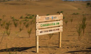 支付宝种树有啥用 支付宝上的种树有什么用