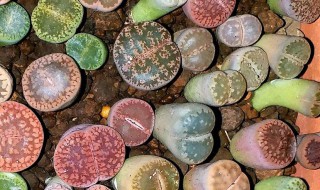 生石花怎么种植 生石花怎么种植视频