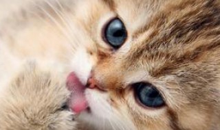 猫为什么喵喵的叫 猫为什么喵喵的叫声