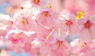 一见倾心的美句（形容一见倾心）