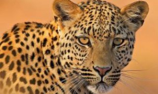 哪些动物算野生动物 野生动物有多少