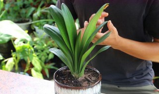 君子兰是不是植物 君子兰是不是植物类