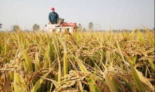 南方耕地以什么地为主 南方耕地类型主要以什么为主