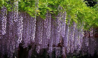 紫藤萝瀑布的中心句（紫藤萝瀑布的中心句是哪一句）