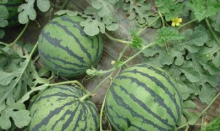 8424西瓜的培育过程与特点(8424西瓜种植技术栽培要点及特征特性)