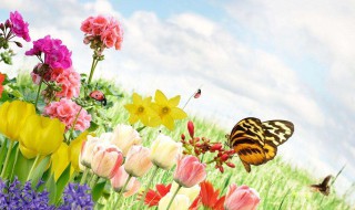 春天有什么昆虫 春天有什么昆虫的叫声