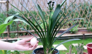 玉兰树种在院子哪里比较好（玉兰树种在院子什么位置好）