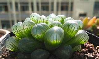 玉露能晒太阳吗（发财树能晒太阳吗）