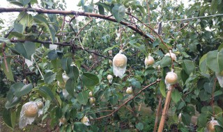香梨树几年结果 香梨几年挂果