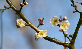 梅花北方冬天怎么养 梅花北方冬天怎么养护