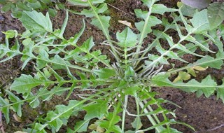 荠菜肉馅怎样调馅（荠菜肉馅怎样调馅不出水）