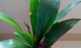 一叶兰怎么养殖多长时间浇一次水（养兰花多久浇一次水）