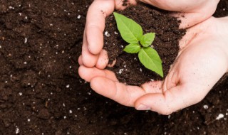 硫元素在土壤中起什么作用（硫元素在土壤的作用）