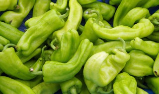 青椒平菇炒肉丝怎么做（青椒平菇炒肉丝怎么做好吃）