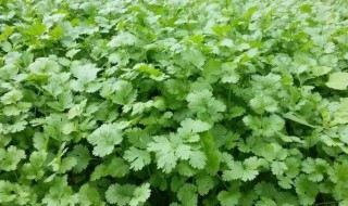 春天不能种香菜吗（春夏可以种香菜吗）
